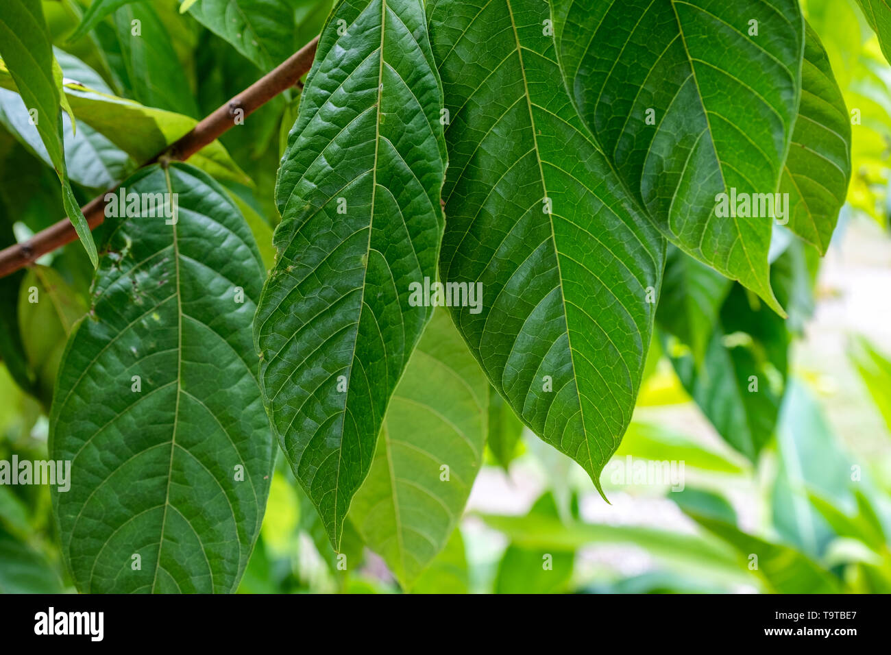 Green Leaves Of Cocoa Tree Stock Photo Alamy