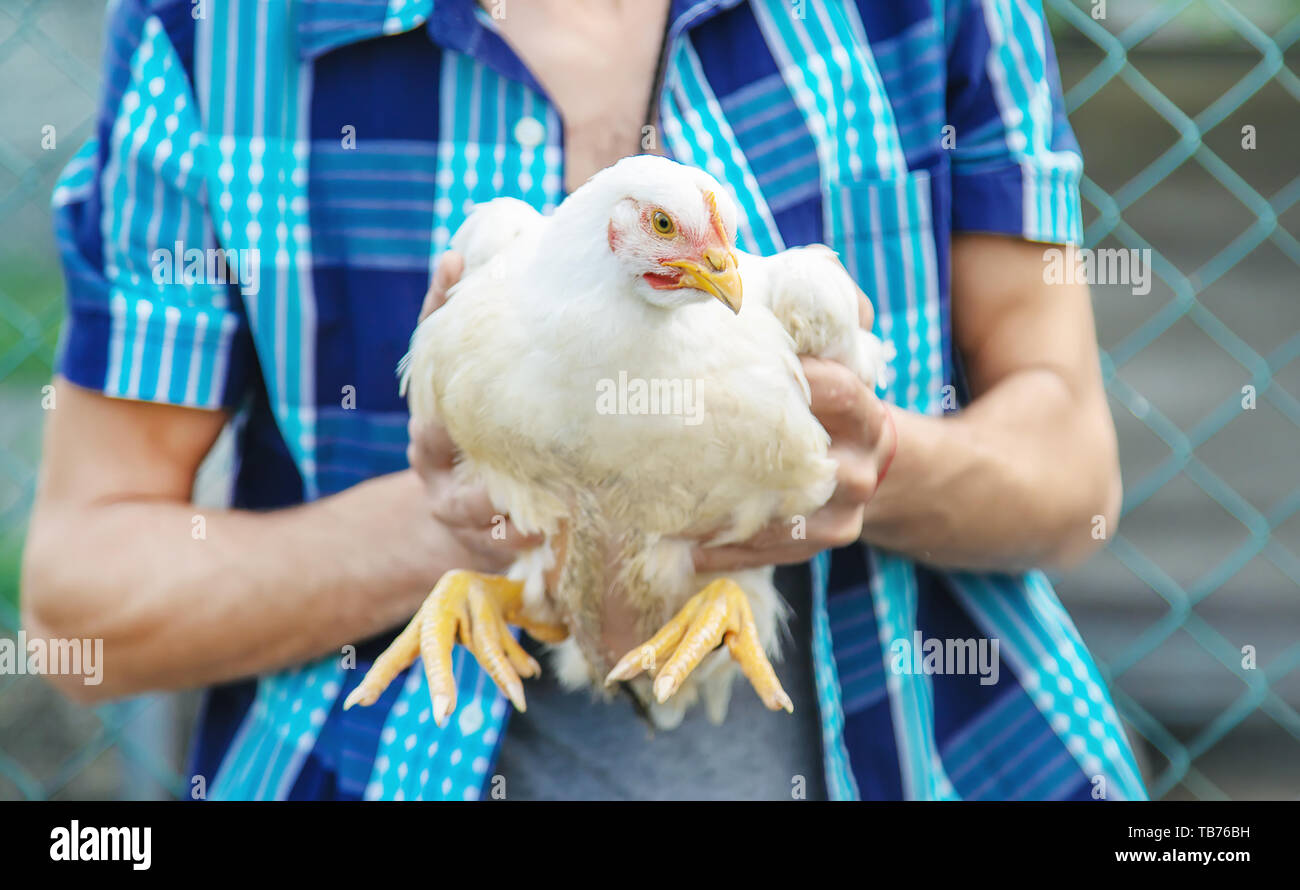 Man Farmer Holding A Chicken In His Hands Selective Focus Nature