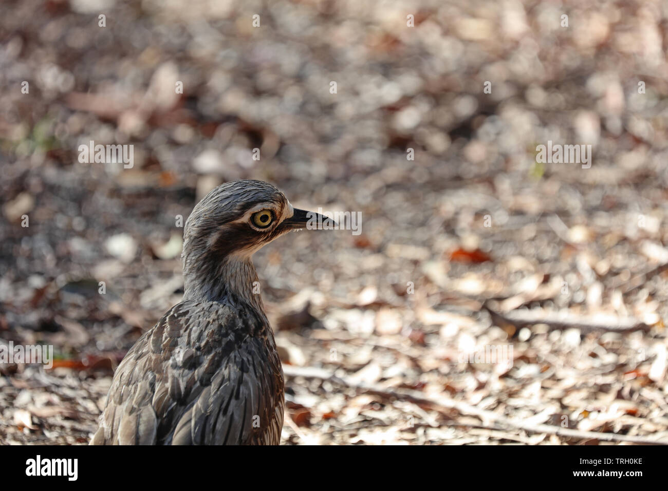 Bush Stone Curlew Or Bush Thick Knee Stock Photo Alamy