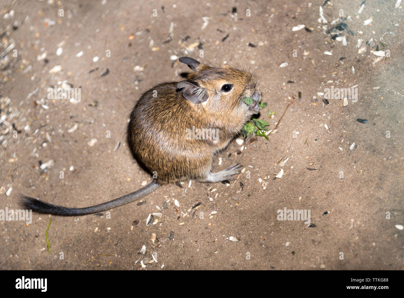 Common Degu Octodon Degus Stock Photo Alamy