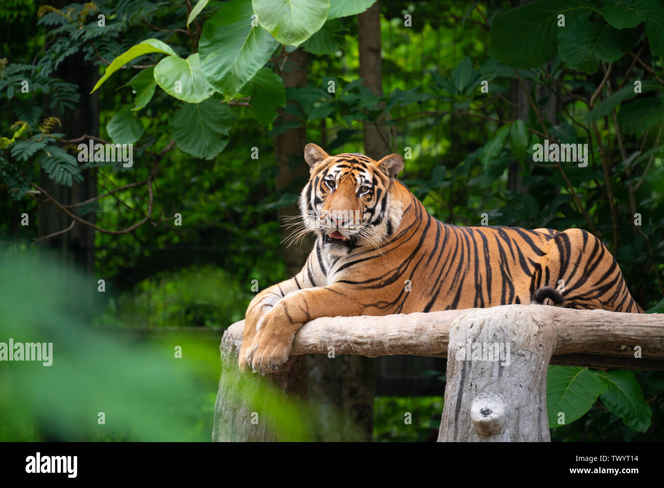 Bengal Tiger Lying Down Among Green Tree Stock Photo Alamy