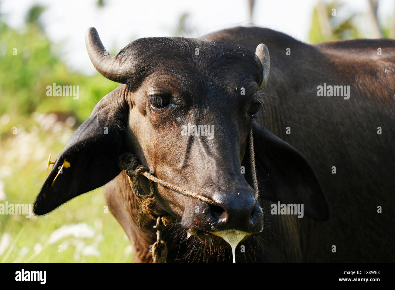 Indian Cow Eating Grass In Hi Res Stock Photography And Images Alamy