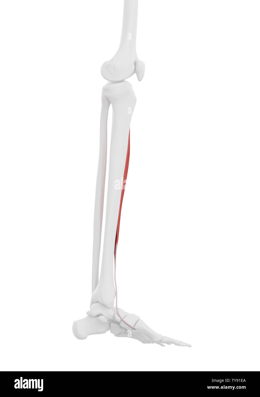 3d Rendered Medically Accurate Illustration Of The Tibialis Anterior