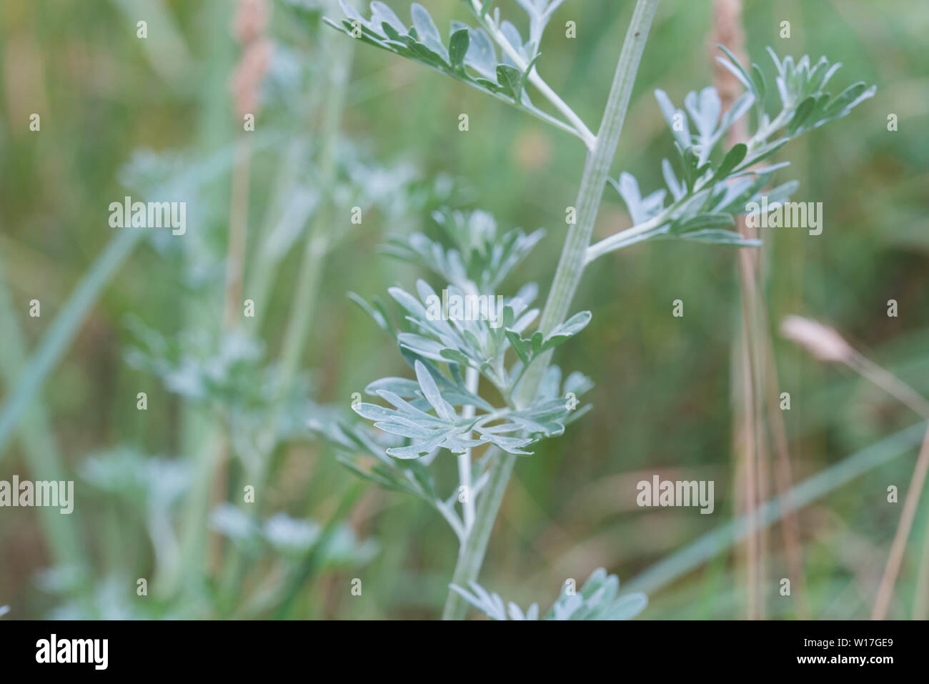 Absinth Artemisia Absinthium Hi Res Stock Photography And Images Alamy