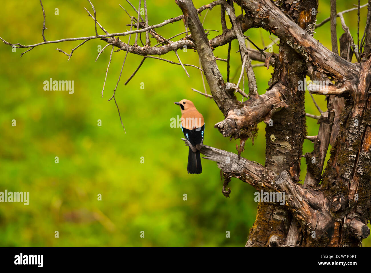 Eurasian Jay Garrulus Glandarius Chopta Uttarakhand India Stock