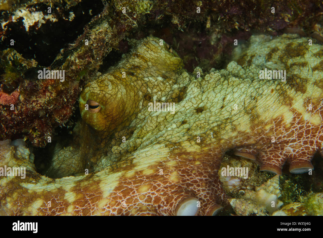 Common Octopus Octopus Vulgaris On Coral Reef Stock Photo Alamy