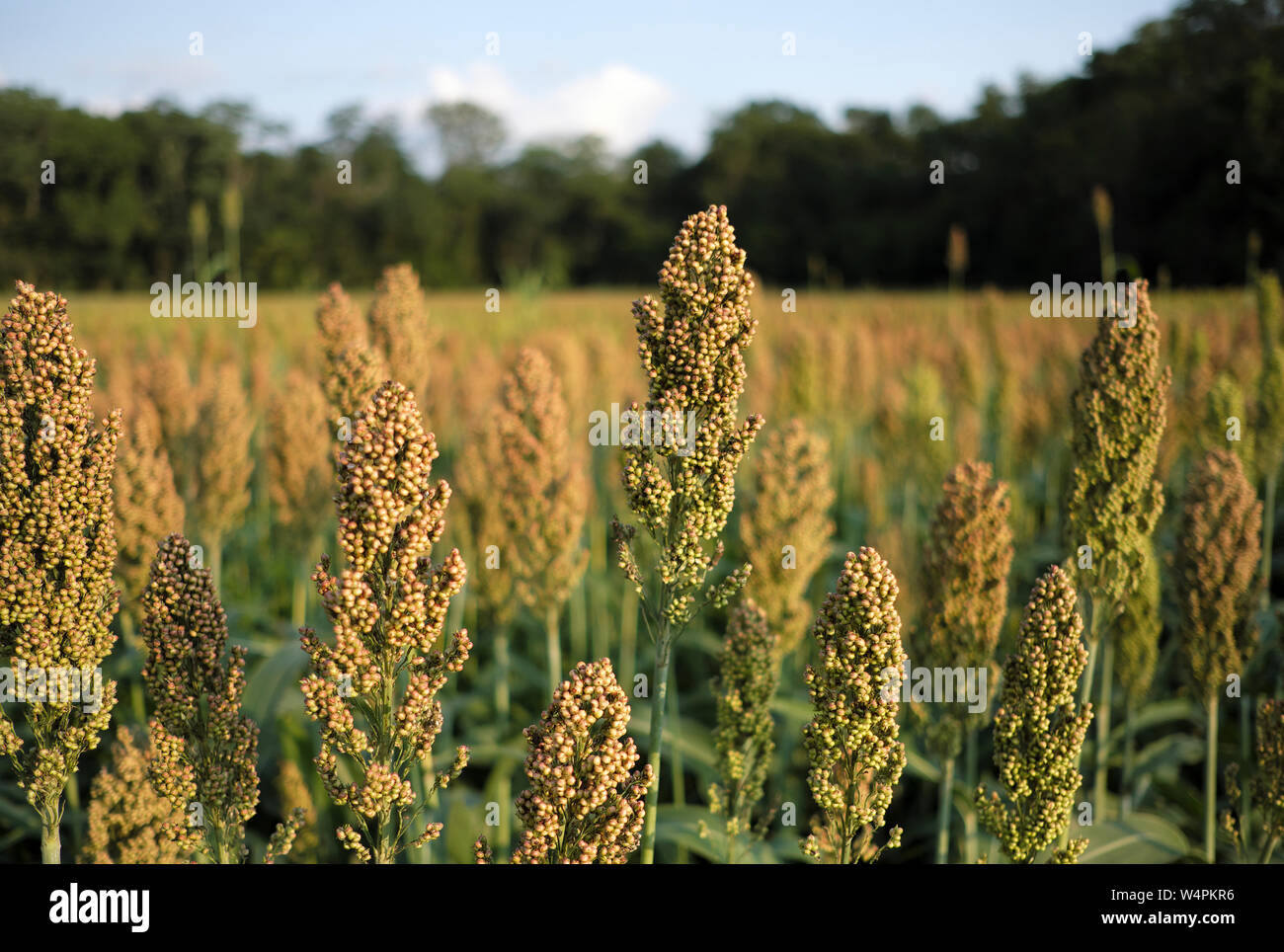 Cultivated Sorghum Hi Res Stock Photography And Images Alamy