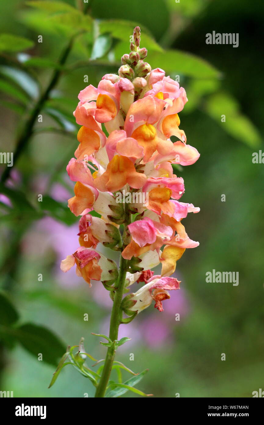 Single Common Snapdragon Or Antirrhinum Majus Flowering Plant Stem With