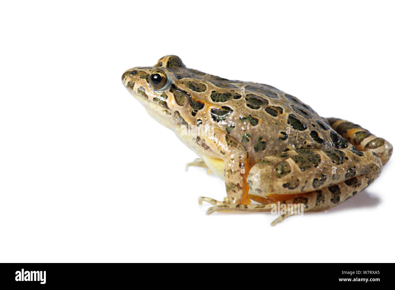 Painted Frog Discoglossus Pictus Invasive Species France