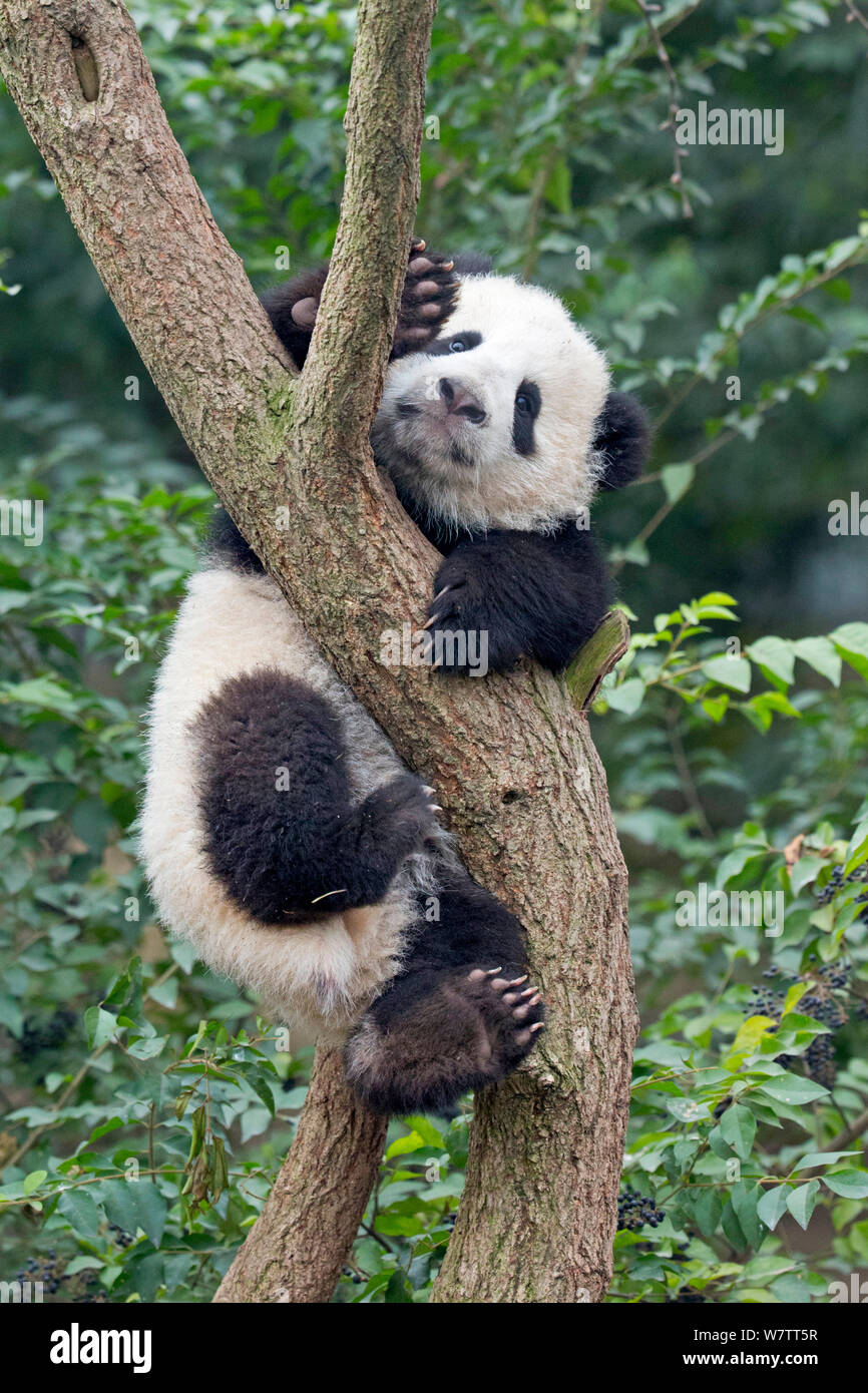 Giant Panda Ailuropoda Melanoleuca Cub Climbing Tree Chengdu China