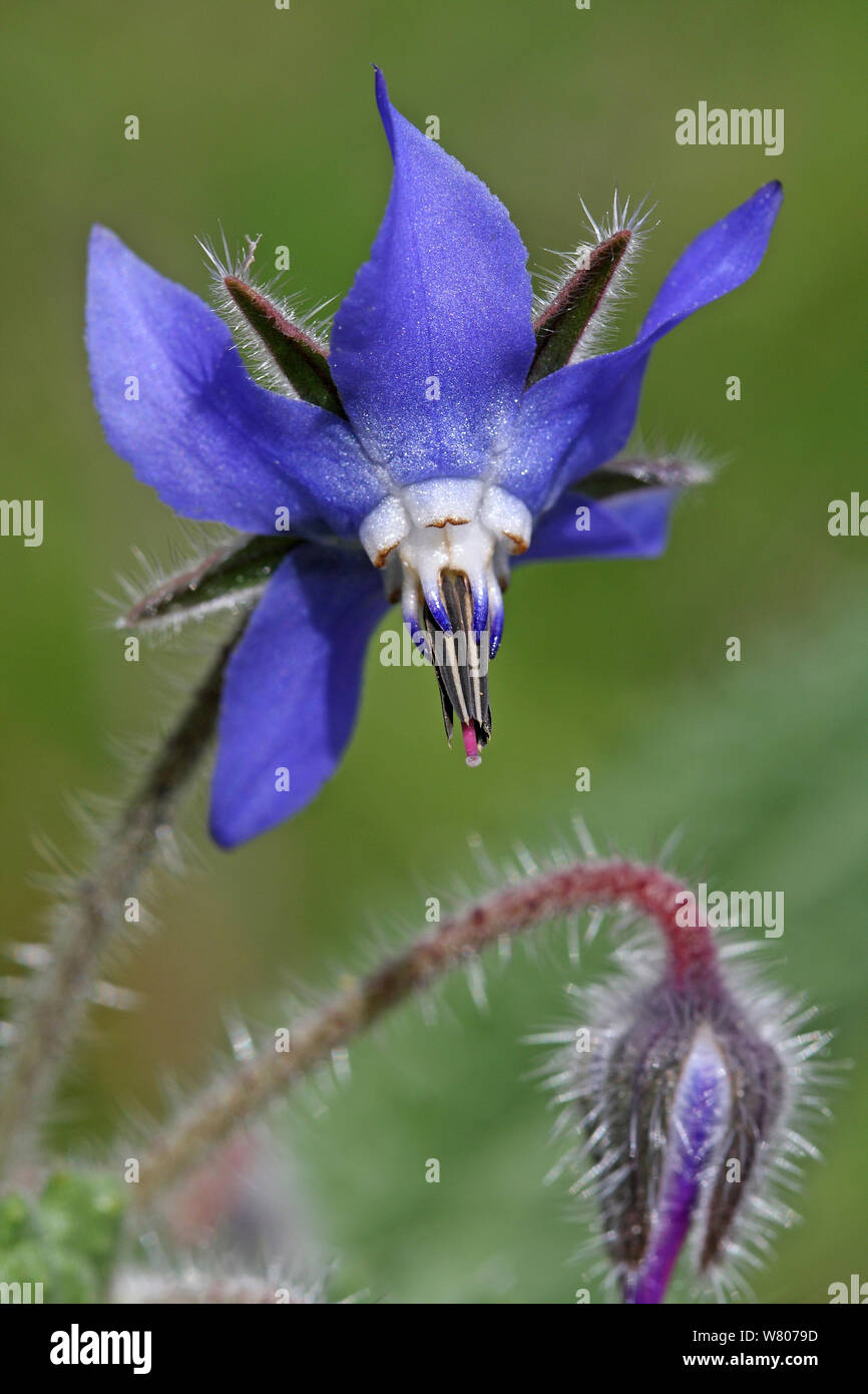 Common Borage Borago Officinalis Hi Res Stock Photography And Images