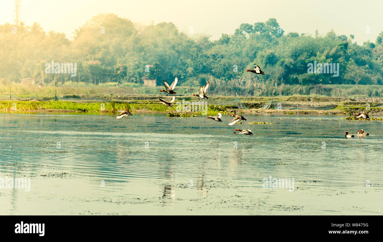 Flock Of Migratory Birds Flying Over Lake The Freshwater And Coastal