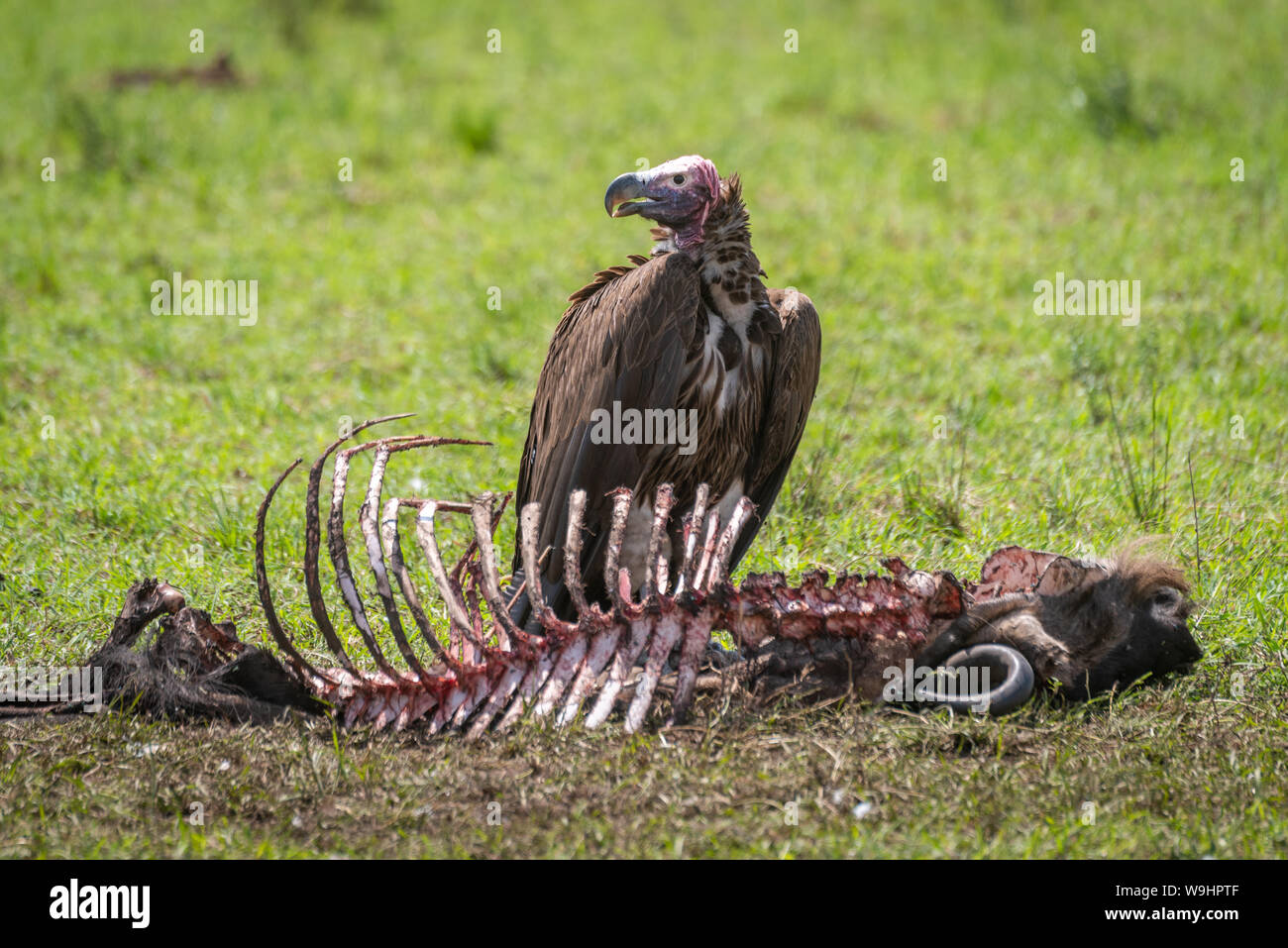 Lappet Faced Vulture Stands By Carcase Turning Head Stock Photo Alamy