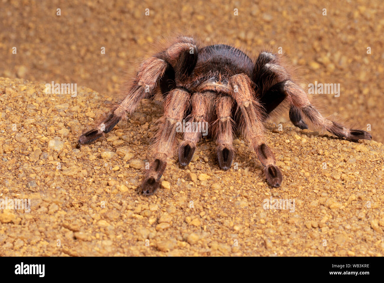 Mexican Red Knee Tarantula Stock Photo Alamy