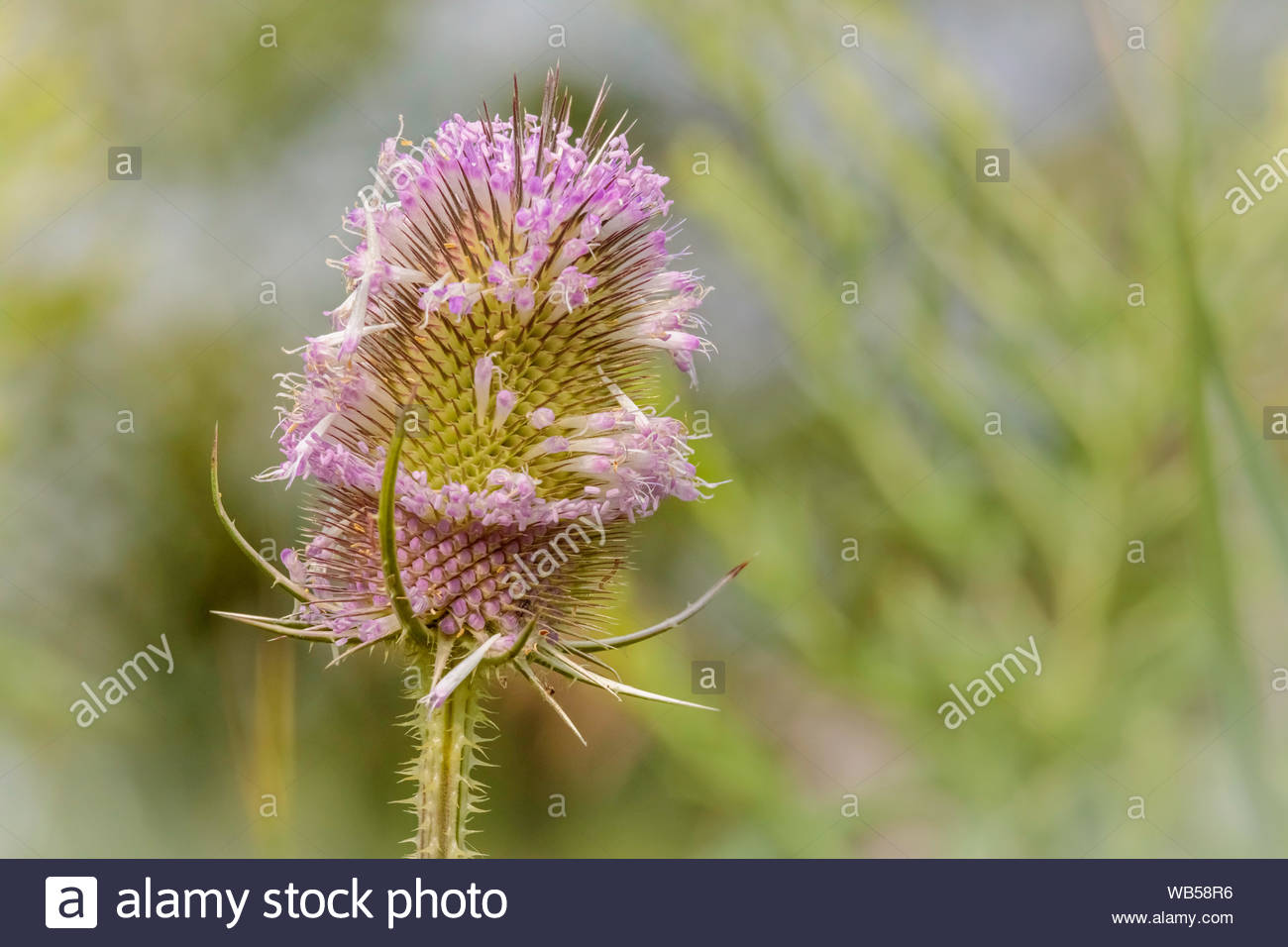 Dipsacus Sylvestris High Resolution Stock Photography And Images Alamy