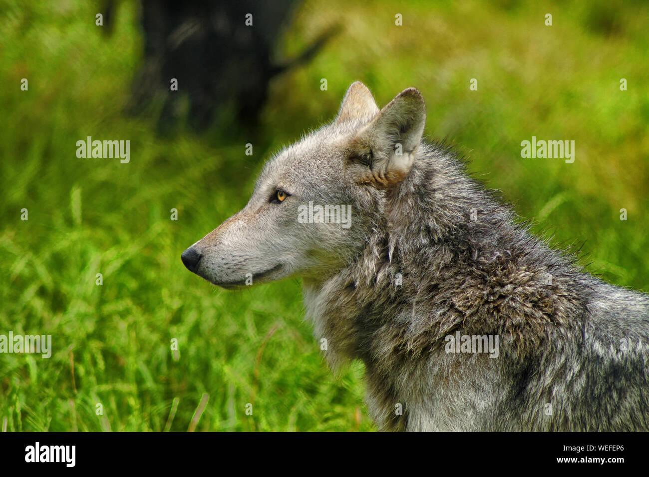 Wolf Conservation Hi Res Stock Photography And Images Alamy