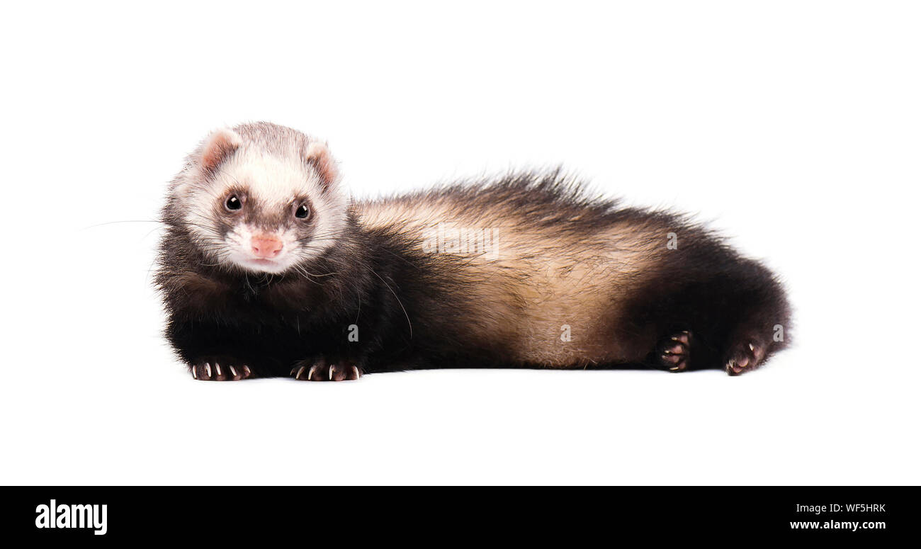 Grey Ferret In Full Growth Lies Isolated Stock Photo Alamy