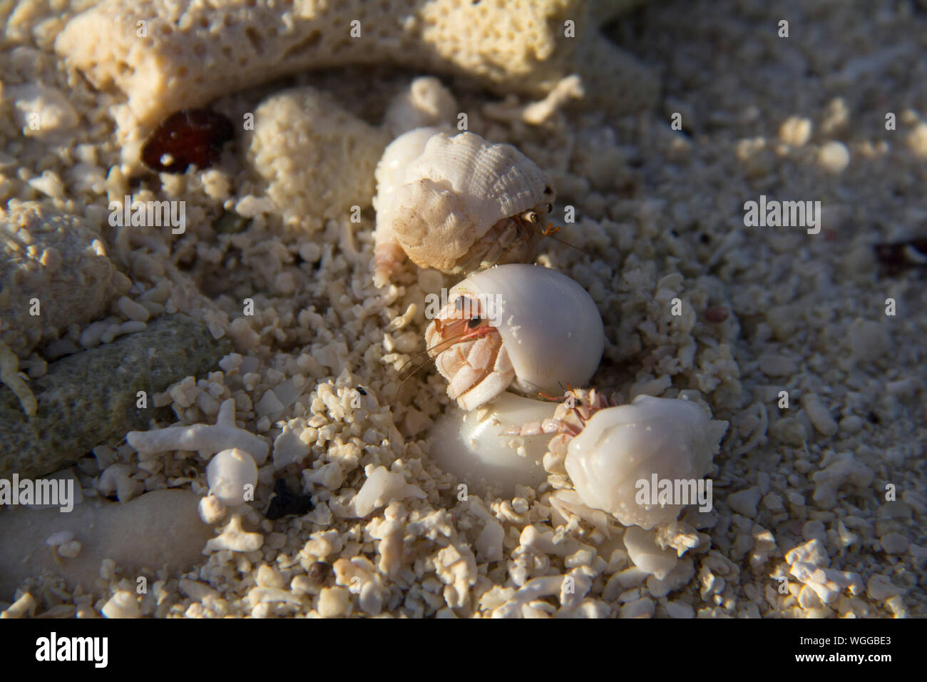 Three Hermit Crabs Hi Res Stock Photography And Images Alamy