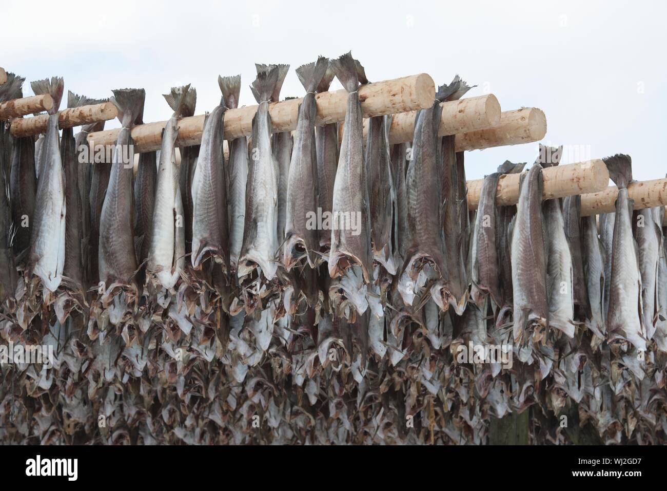 Dried Cod Stockfish In Loftofen Norway For Export To Italy Stock Photo