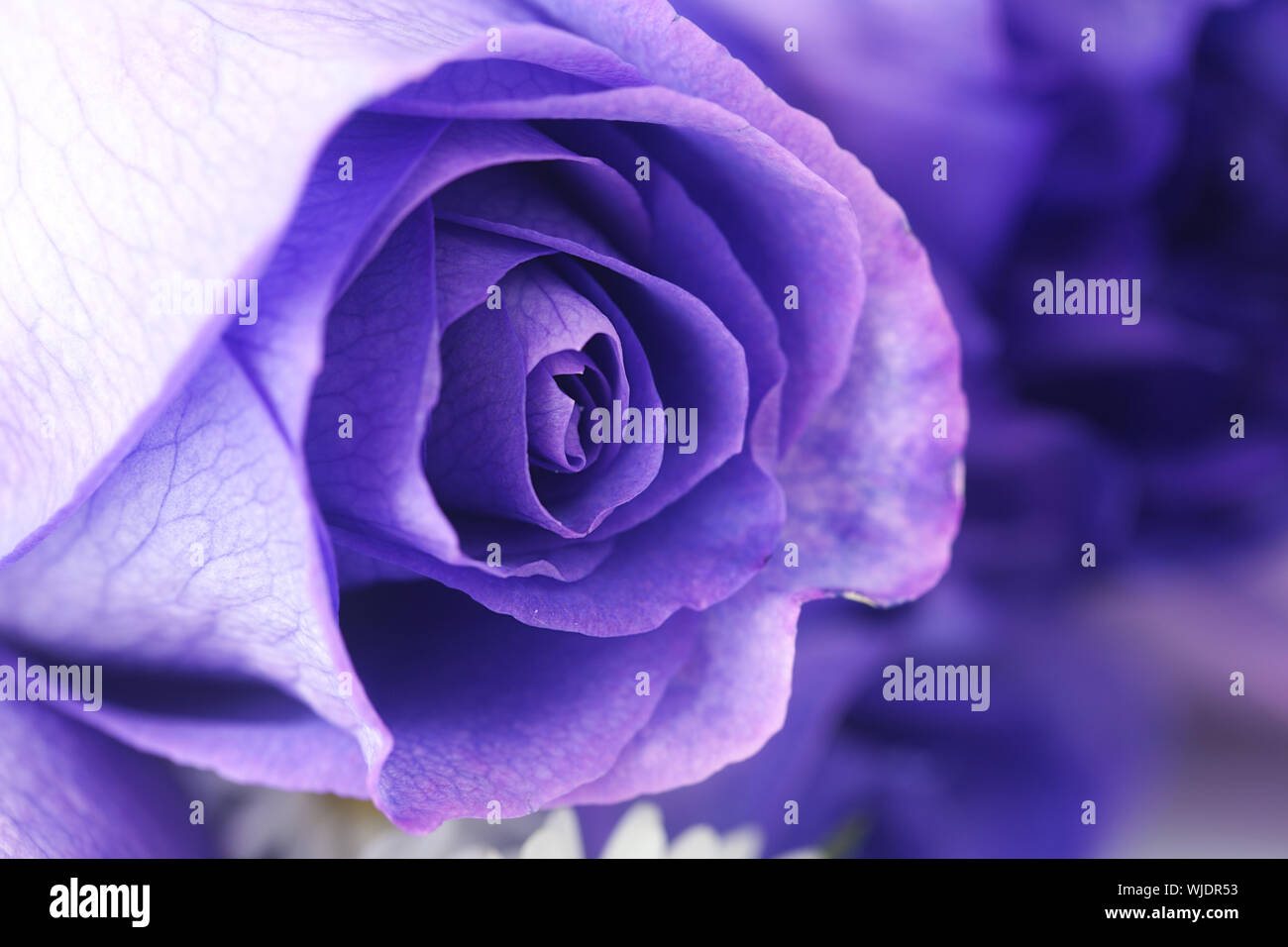 Macro Background Of Beautiful Violet Roses Stock Photo Alamy