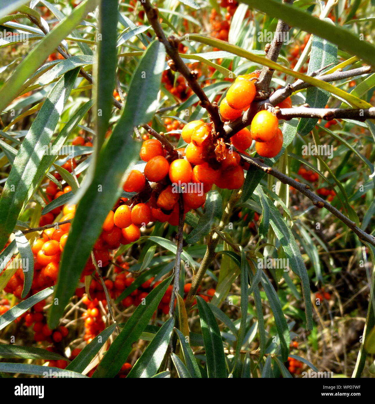 Sea Buckthorn Berries On A Branch Hippophae Rhamnoides Diseased Plant