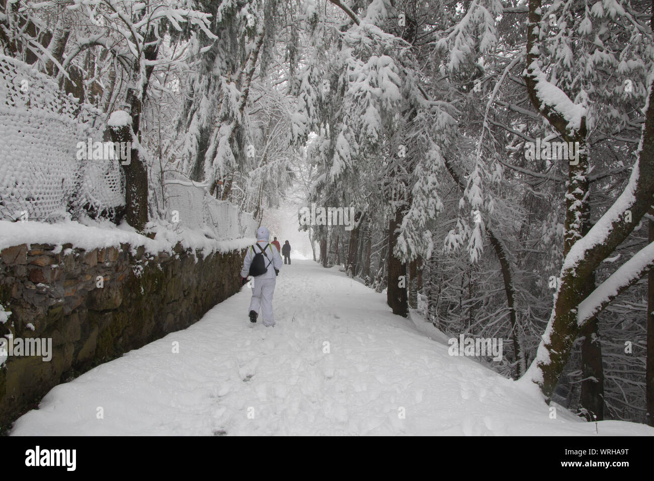 Man Walking Through Snowy Landscape With Road And Trees Stock Photo Alamy