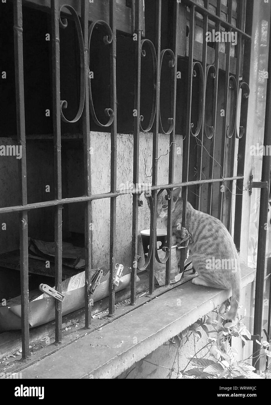 Stuck In Fence High Resolution Stock Photography And Images Alamy