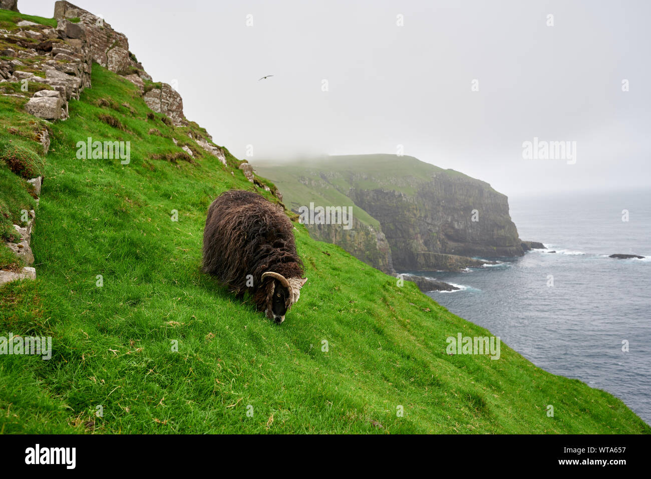 Sheep Grazing On Steep Misty Cliff On Seashore On Faroe Islands Stock