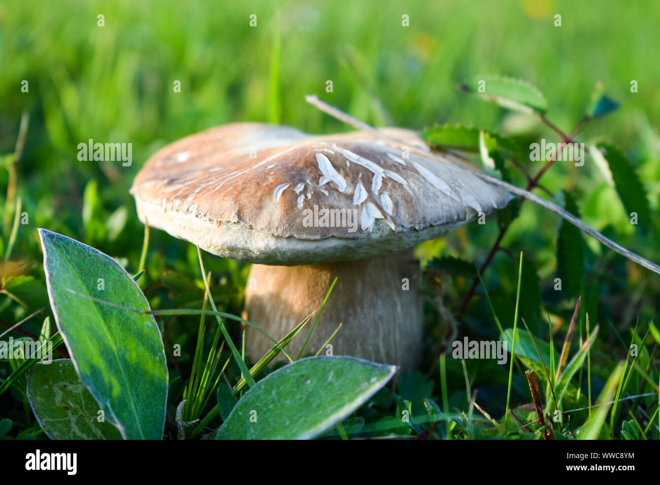 Summer Cep Boletus Reticulatus Or Boletus Aestivalis In Grass Stock