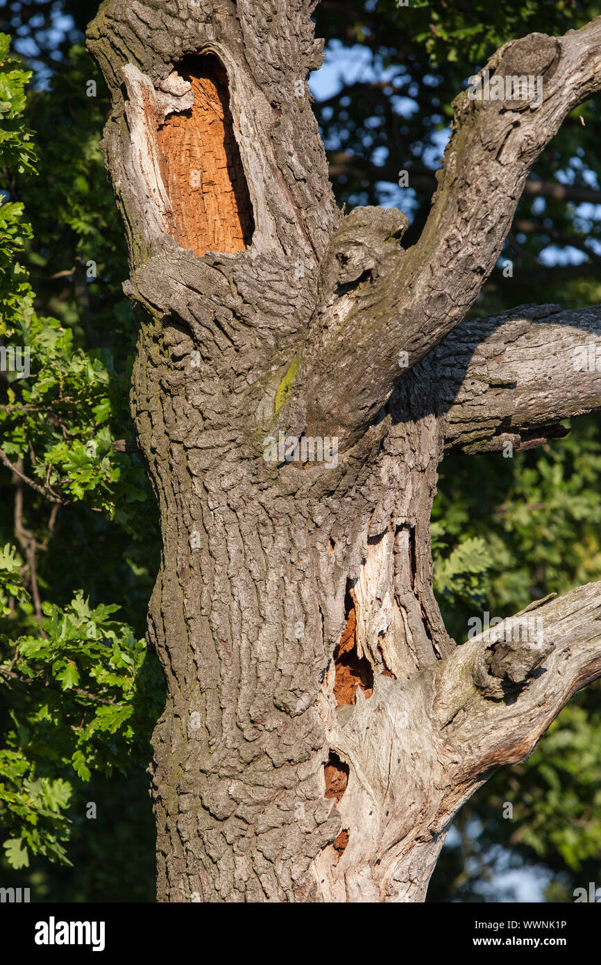 Old Tree Trunk Stock Photo Alamy