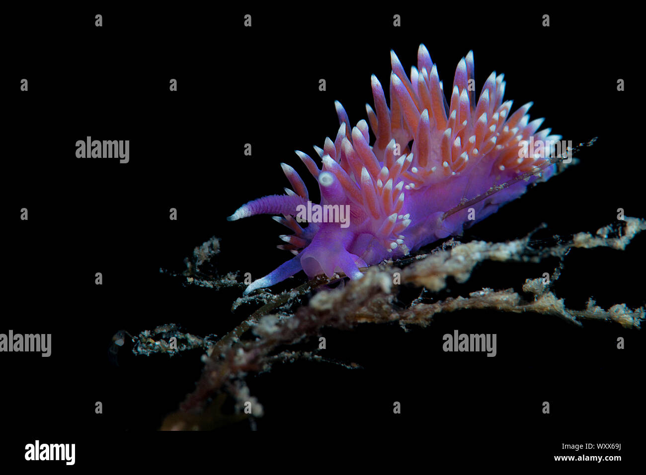 Purple Flabellina Flabellina Hi Res Stock Photography And Images Alamy