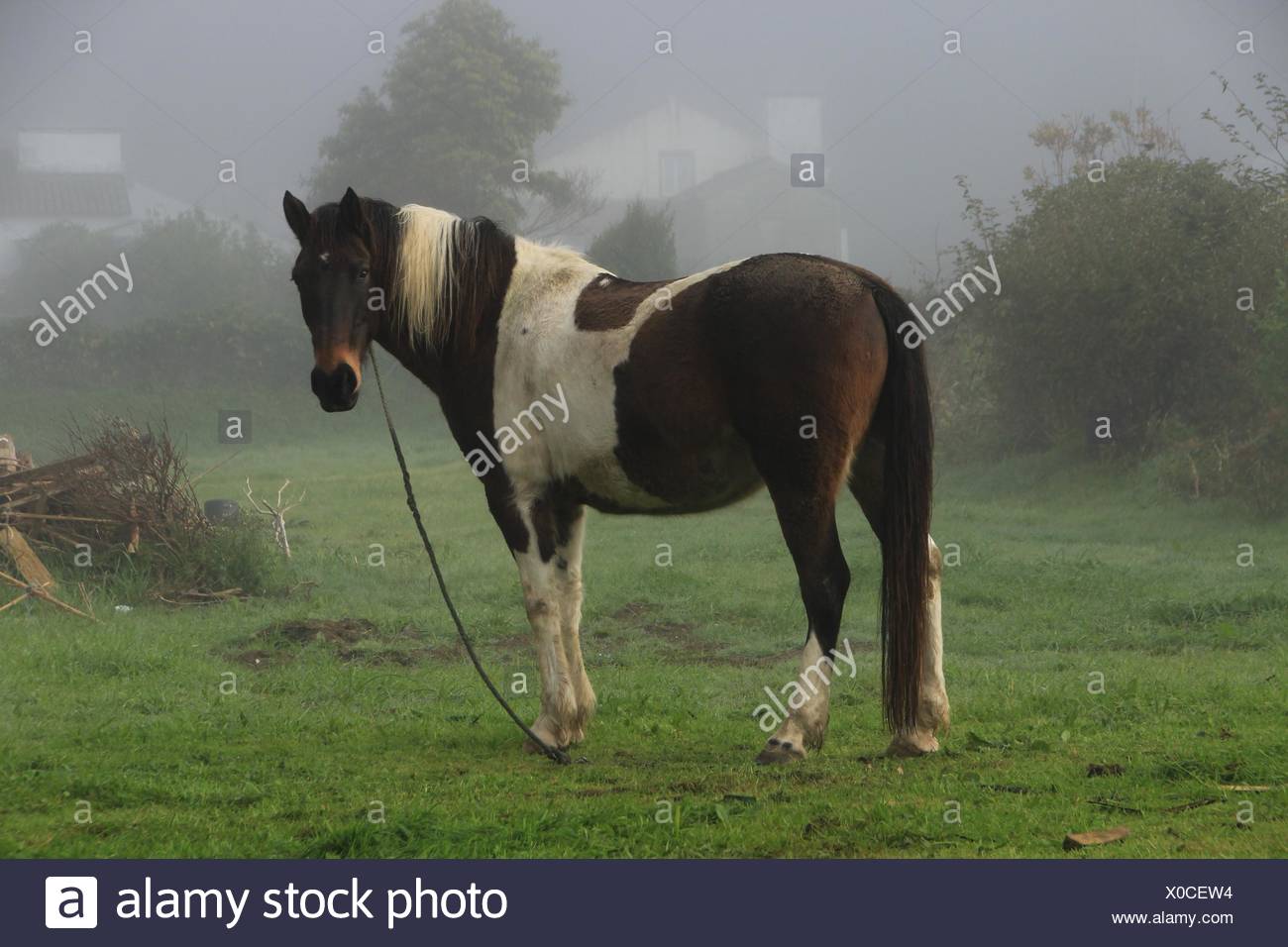 a horse in a misty morning in sete cidades sao miguel island