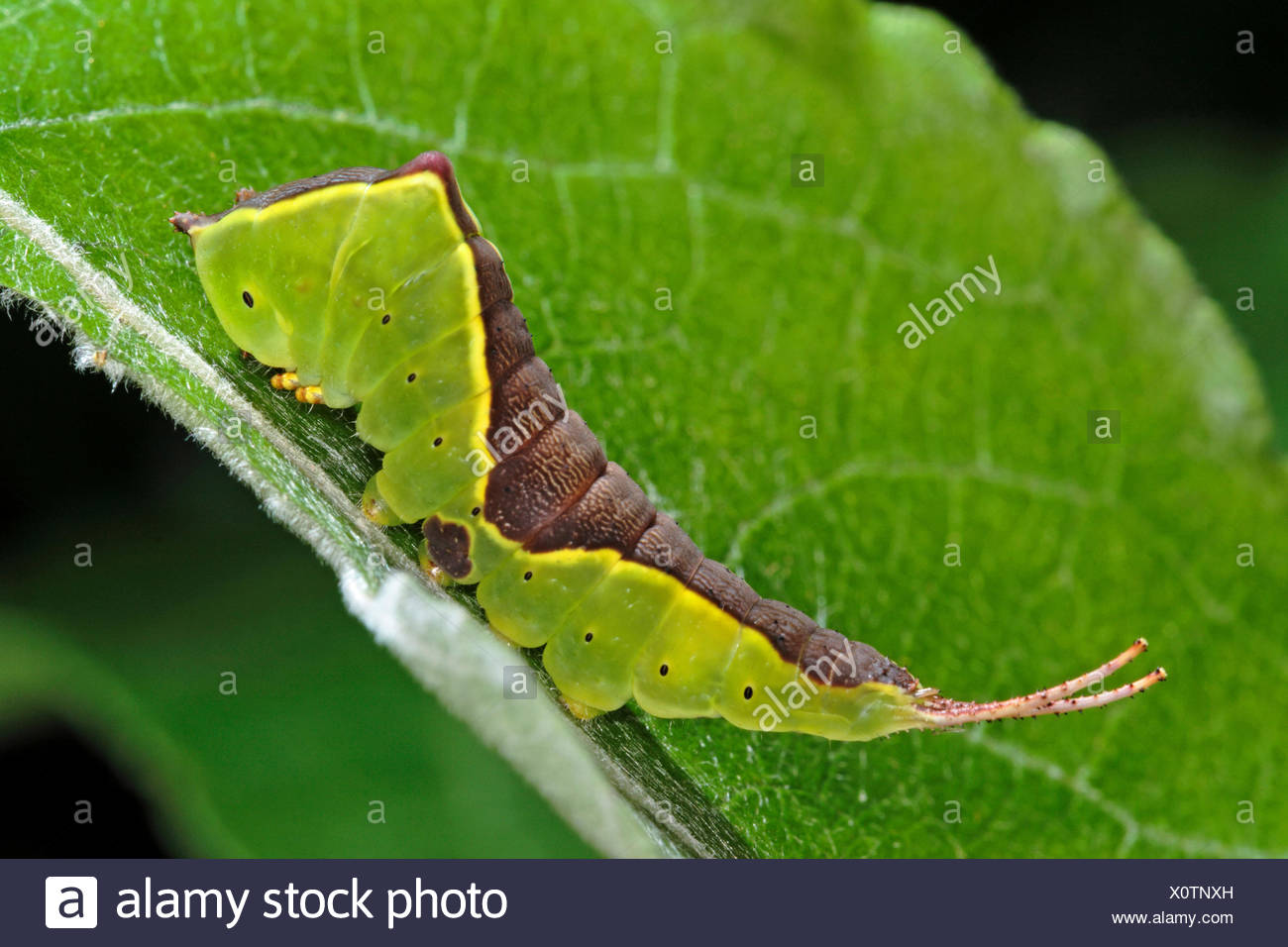 Share your Australia caterpillar found giant xxx apologise Share your Australia caterpillar found giant xxx
