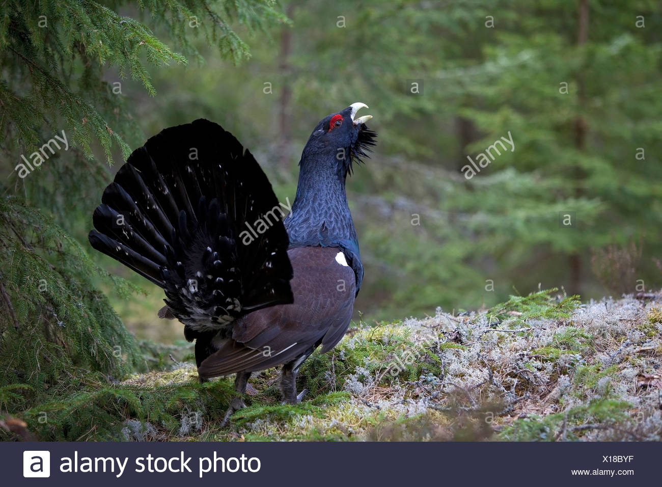 Capercaillie bird: photo with description where it lives, what it feeds on 64 Capercaillie bird: photo with description where it lives, what it feeds on 77