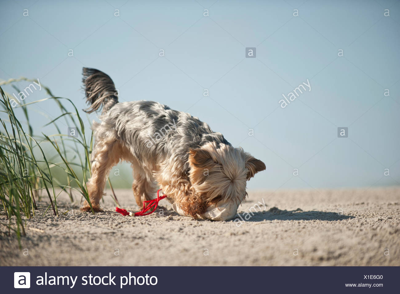 How and what to feed the Yorkshire terrier 100 How and what to feed the Yorkshire terrier 30