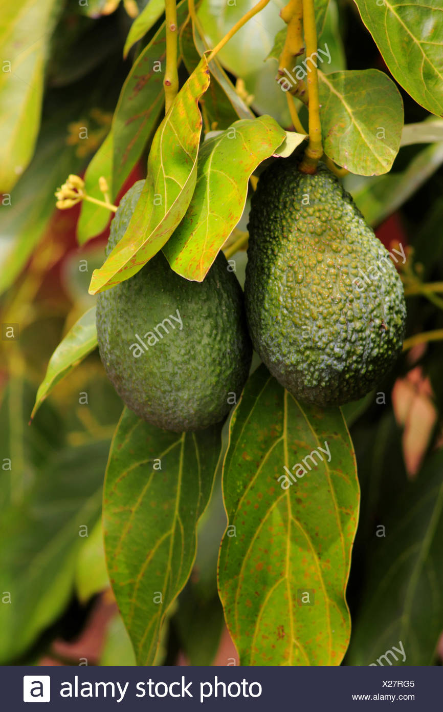 mature avacodo tree photograph Nice wife ass
