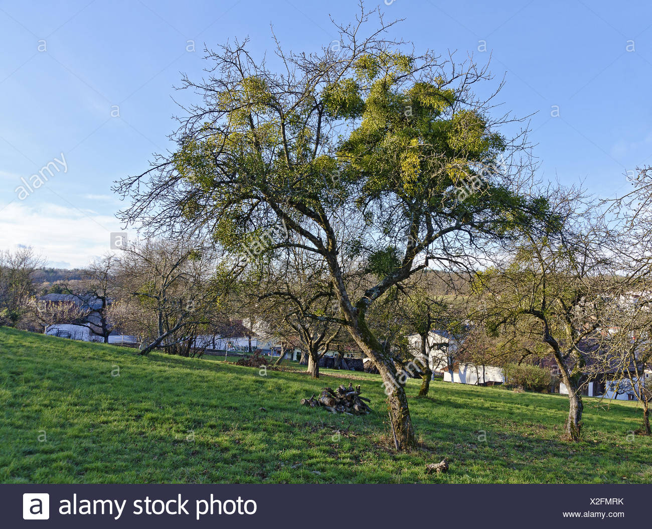 How to Grow a Sandalwood Tree pics picture How to Grow a Sandalwood Tree