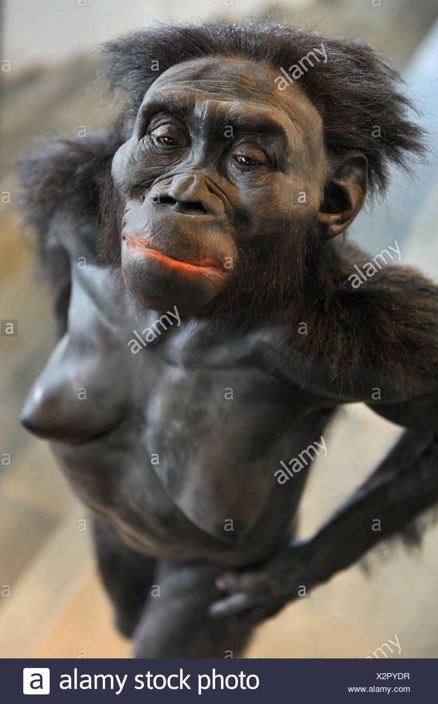 Australopithecus lucy
