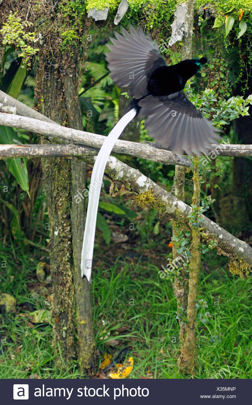 Birds Of Paradise Papua New Guinea High Resolution Stock Photography