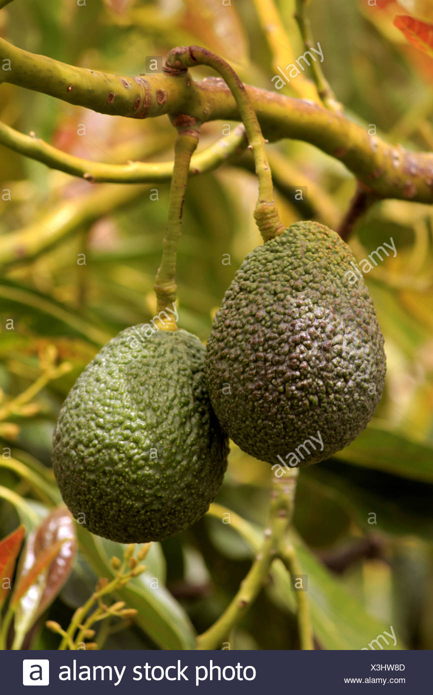 mature avacodo tree photograph Mature avacodo tree photograph