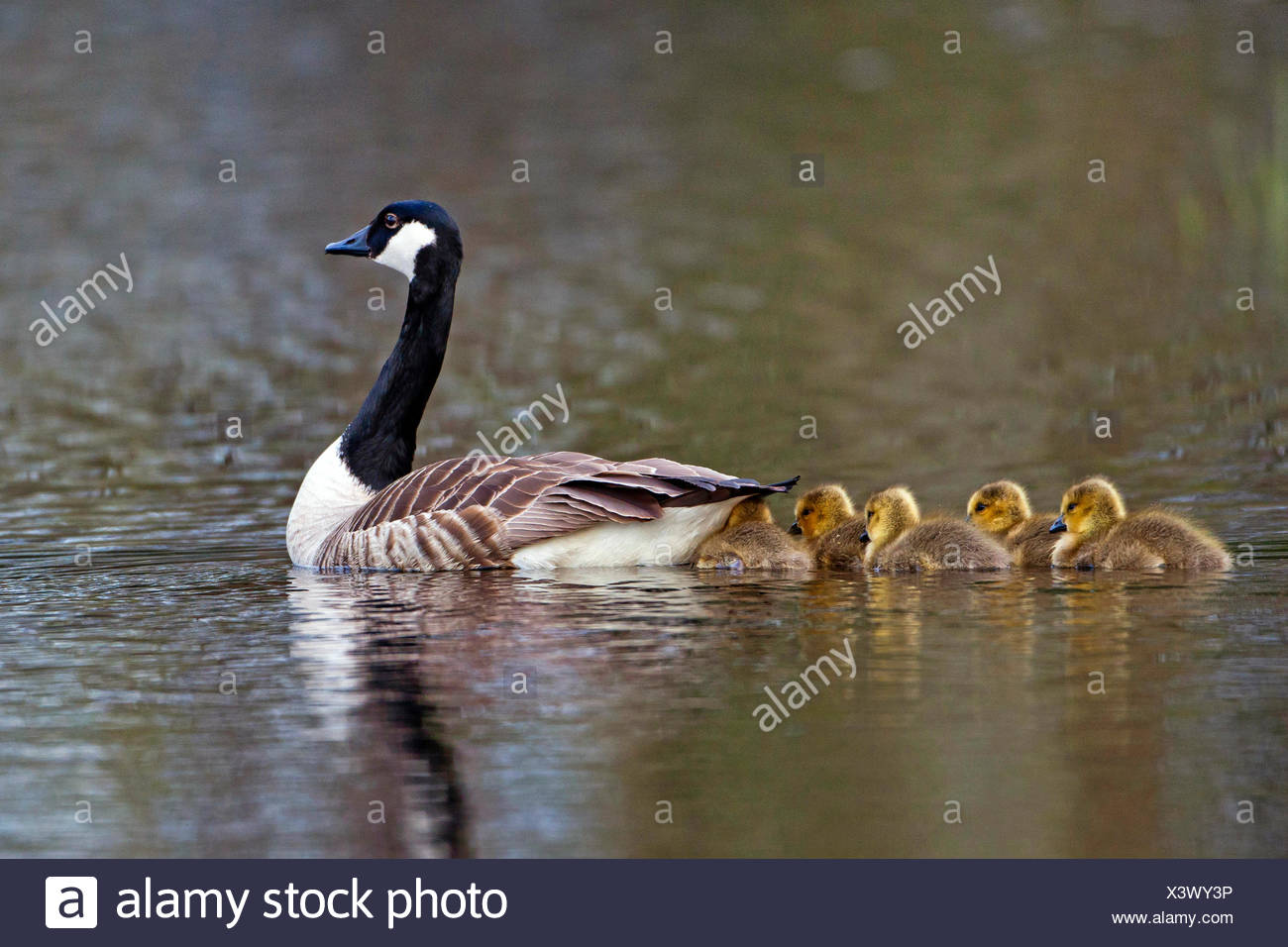 canada goose in sweden canada goose in sweden