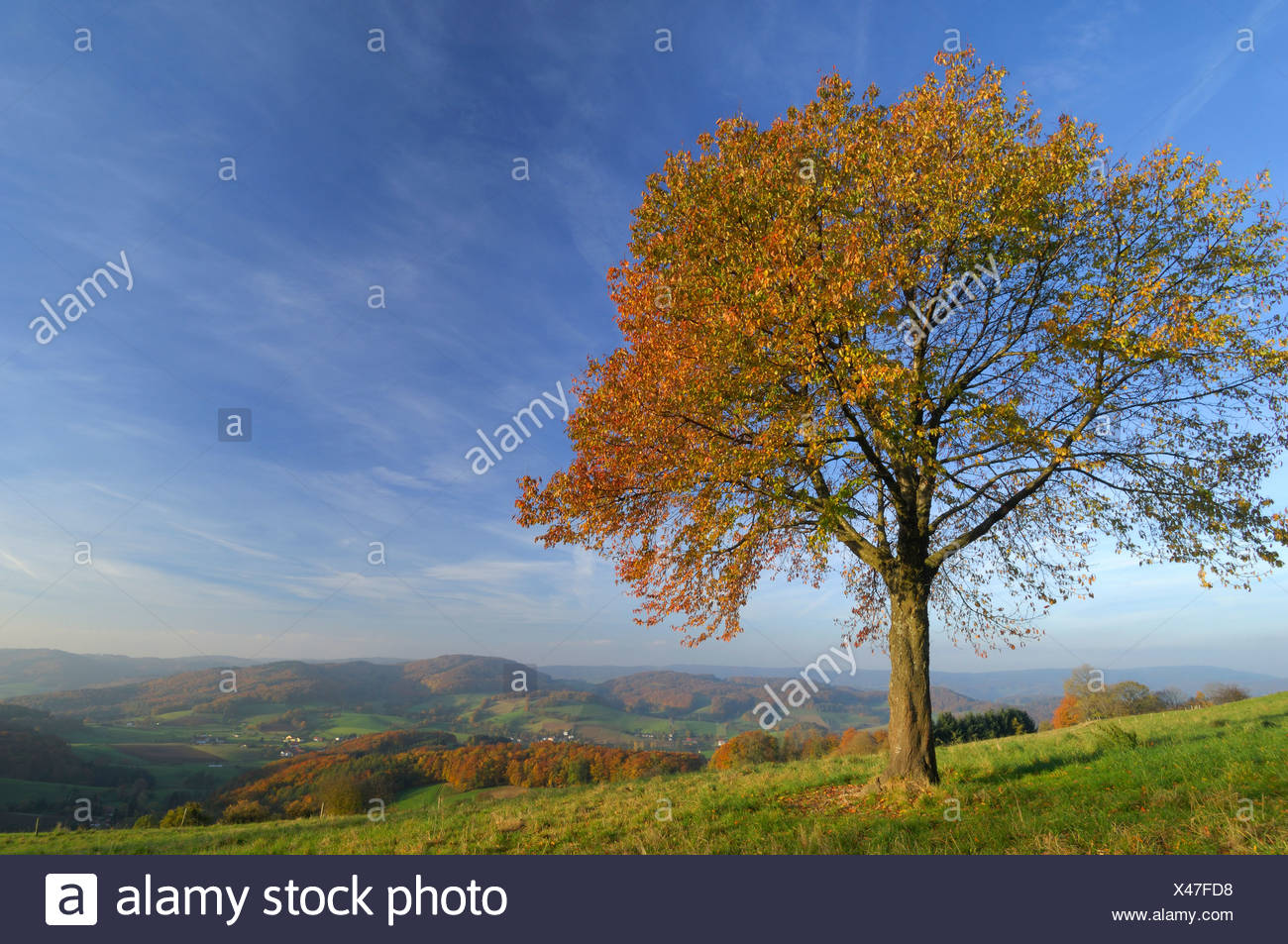 single odenwald
