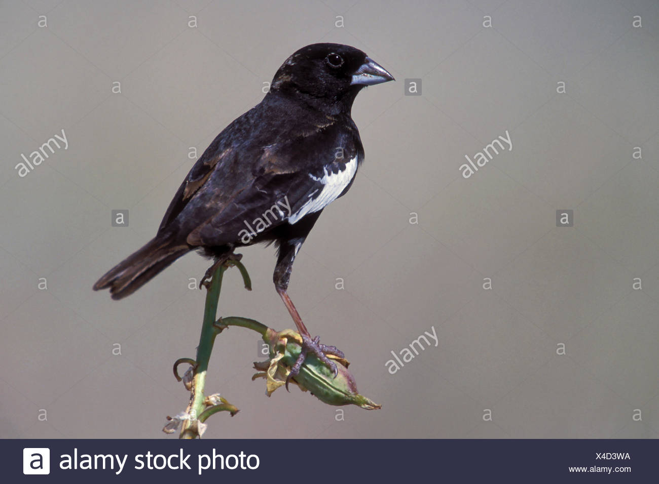 Breeding male 7 Breeding male 73