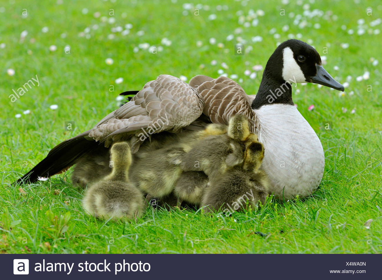 canada goose animal protection canada goose animal protection