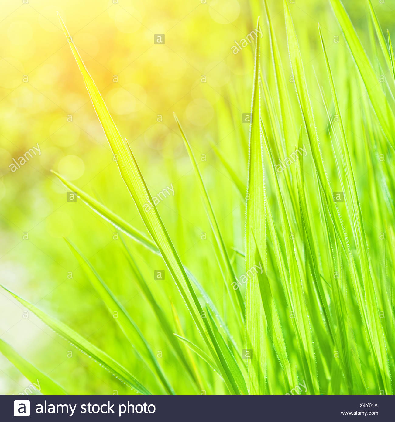 Abstract Natural Background Fresh Grass Border On Blurred Green