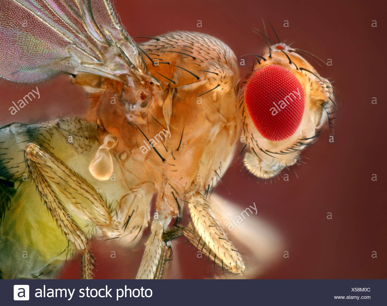 Drosophila Melanogaster Eyes High Resolution Stock Photography And