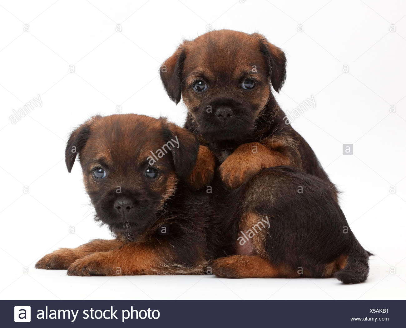 Border Terrier Puppies Stock Photos | Border Terrier Puppies For Sale Cape Town
Border Terrier Puppies Stock Photos | Border Terrier Puppies For Sale Cape Town