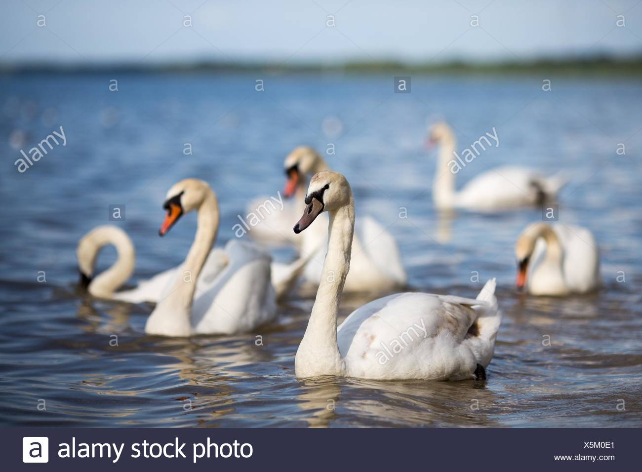 Where is the White Lake in Belarus Where is the White Lake in Belarus