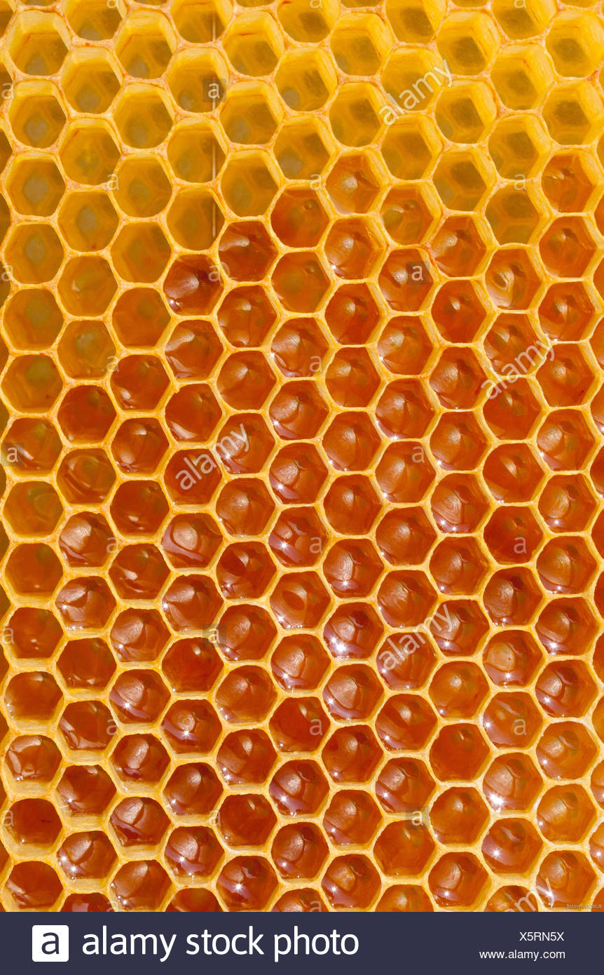 2019 year - How to Harvest a Bee Hive from the Wilderness 2019 year
