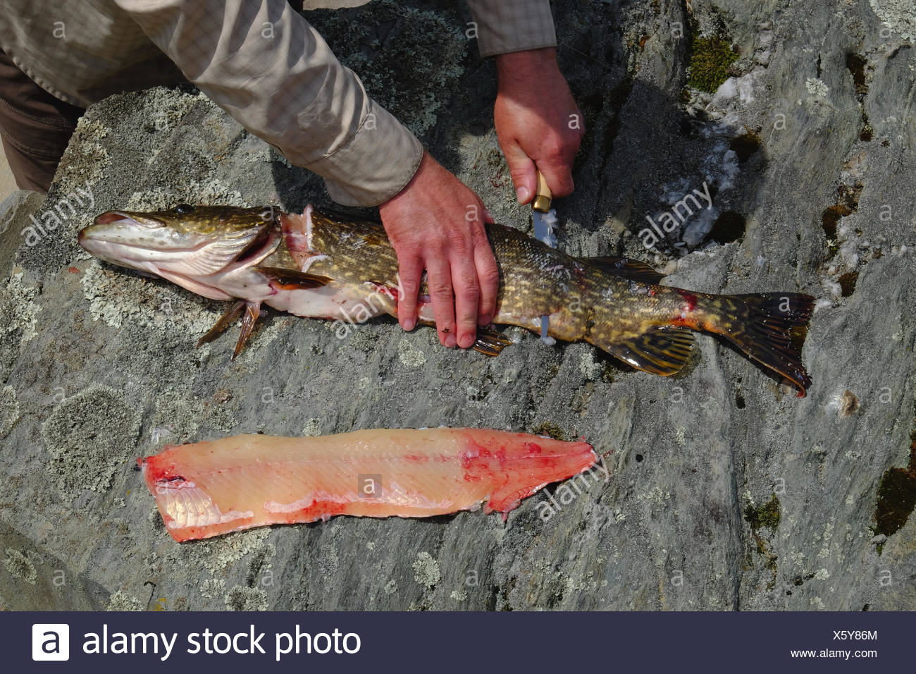 How to cut a pike How to cut a pike